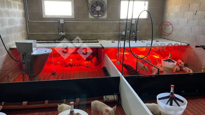 El destete hiperprecoz se realiza a los 7 a 10 días de vida 